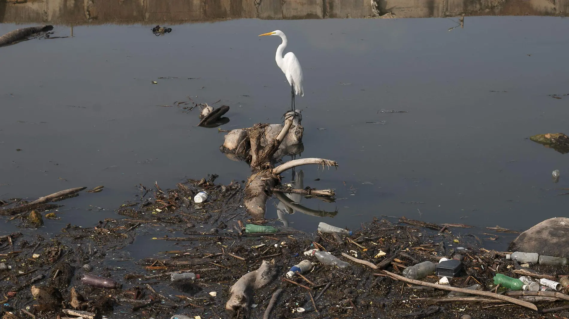 Aves basura Ricardo Martinez (1)